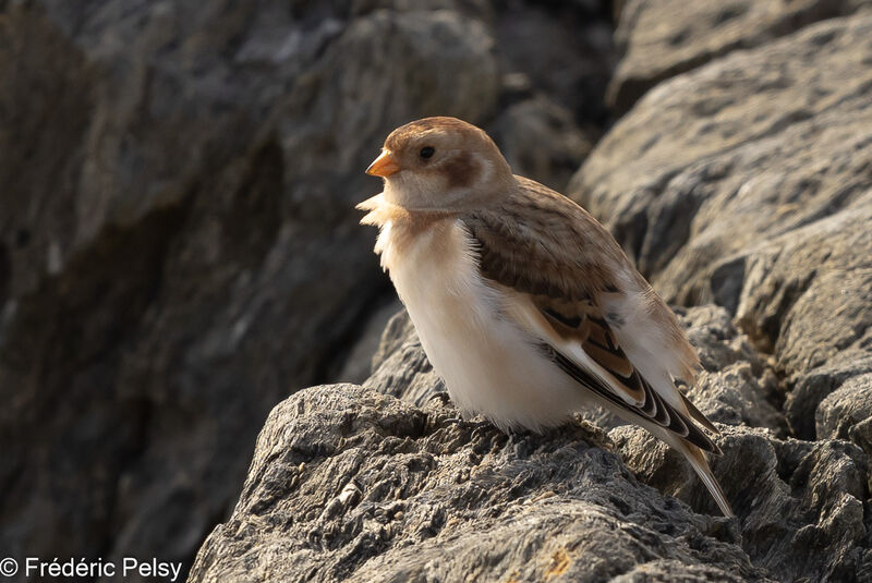 Snow Bunting