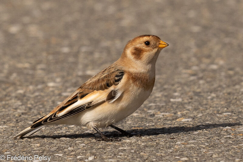 Snow Bunting