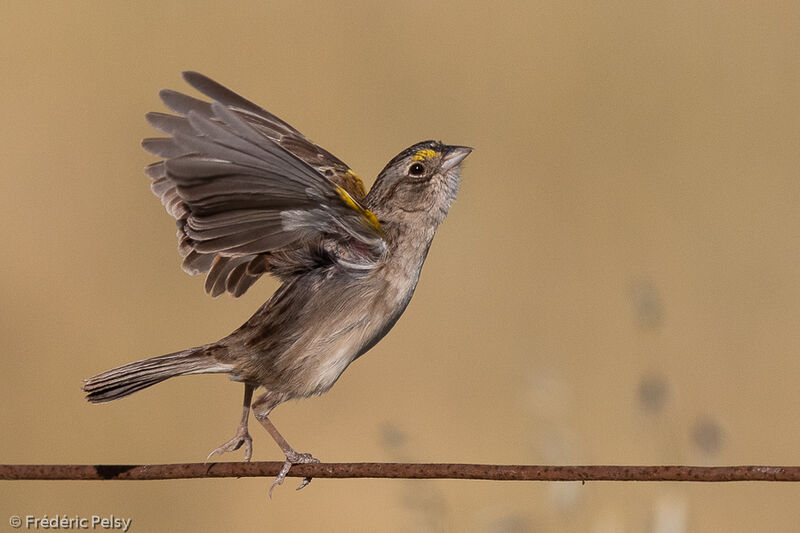 Grassland Sparrow