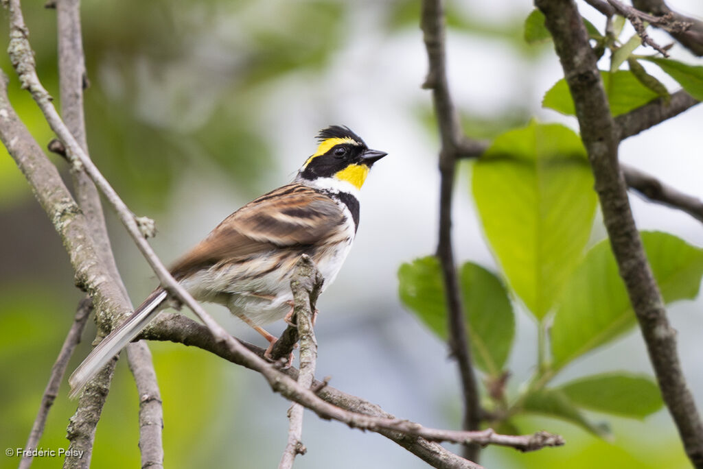 Bruant élégant mâle