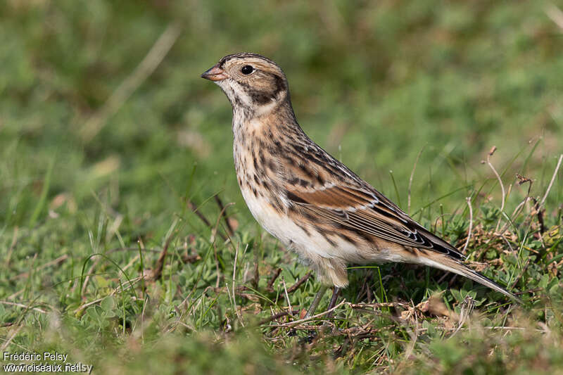 Bruant lapon1ère année, identification