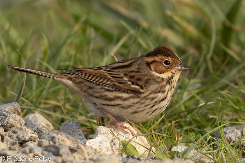 Little Bunting