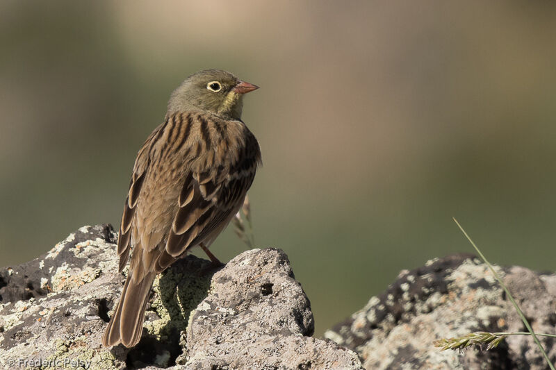 Ortolan Bunting