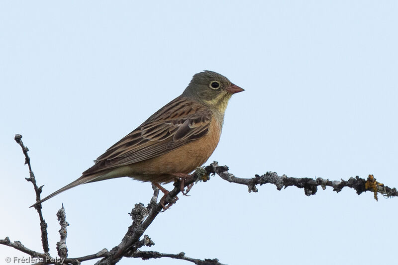 Ortolan Bunting