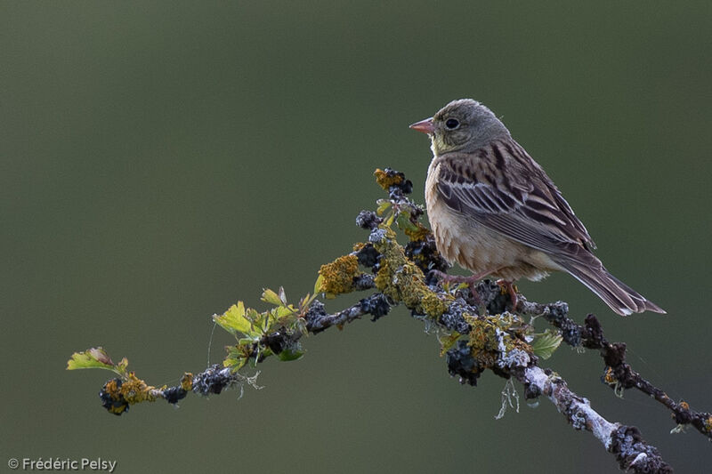 Ortolan Bunting