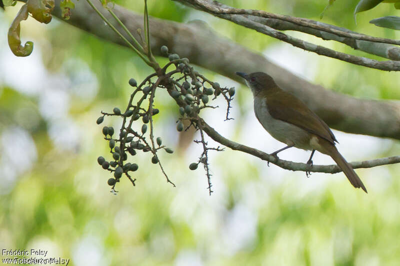 Bulbul à bec grêleadulte