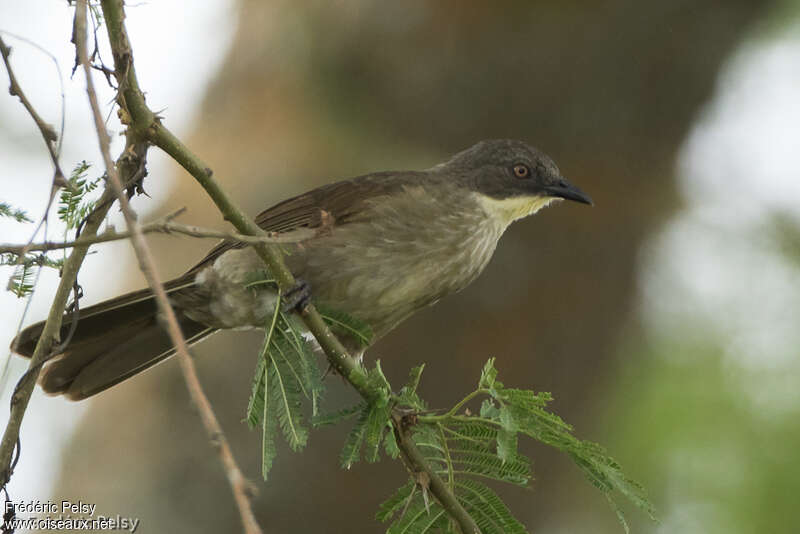 Yellow-throated Leafloveadult, identification