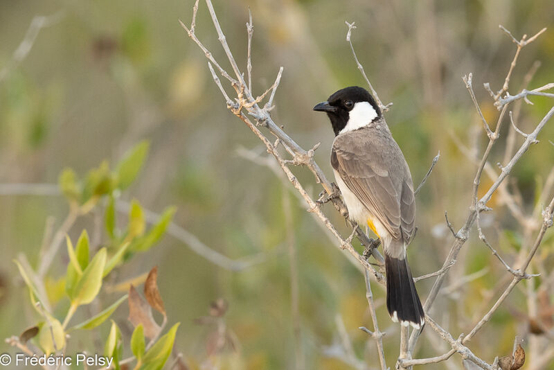 White-eared Bulbul