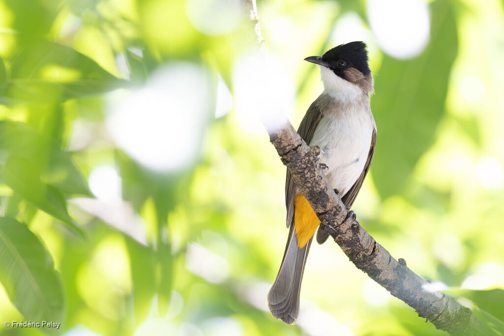 Brown-breasted Bulbul