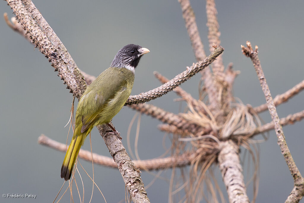 Collared Finchbill