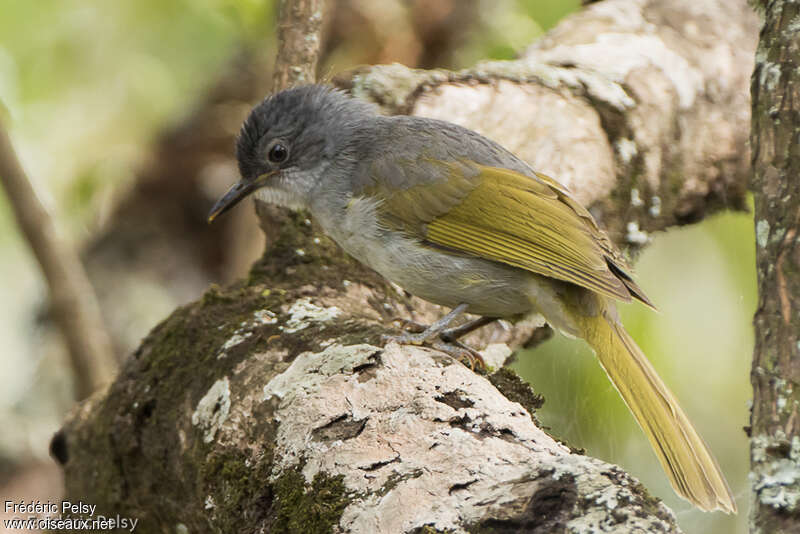 Bulbul à stries jaunesadulte, identification