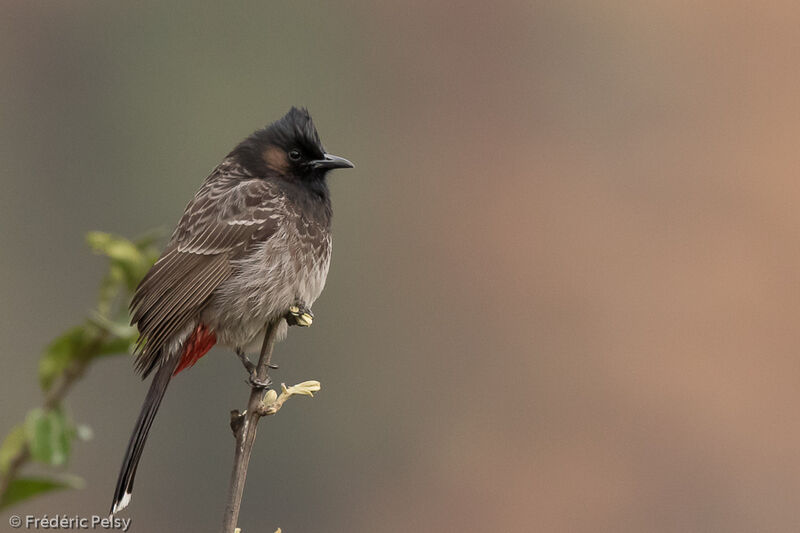 Red-vented Bulbul