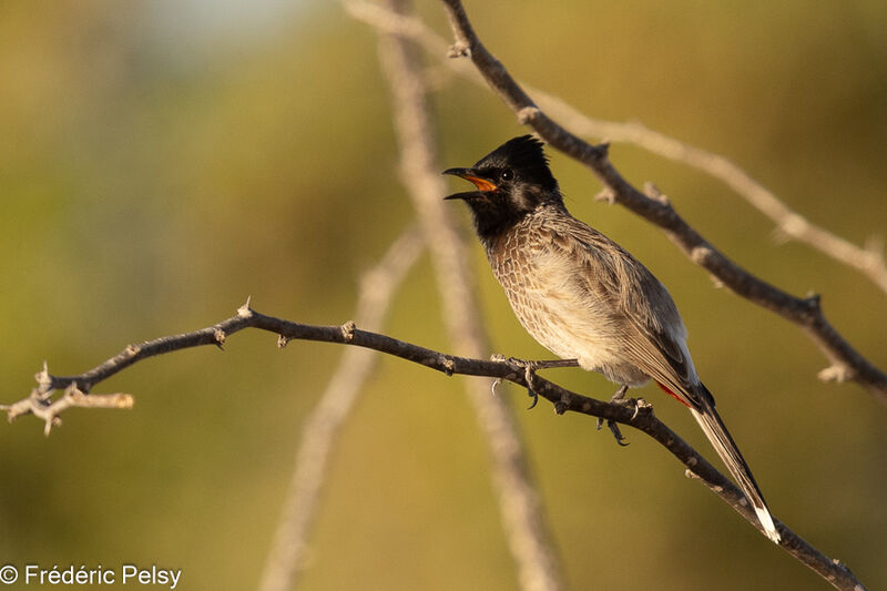 Bulbul à ventre rougeadulte, chant