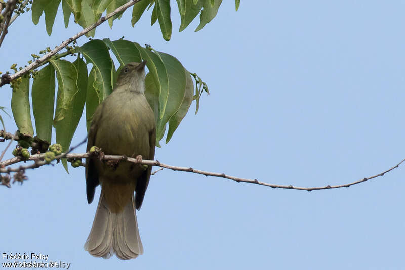 Grey-eyed Bulbuladult, identification