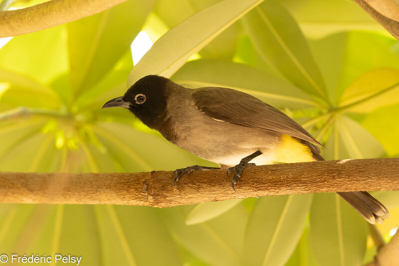 Bulbul d'Arabie