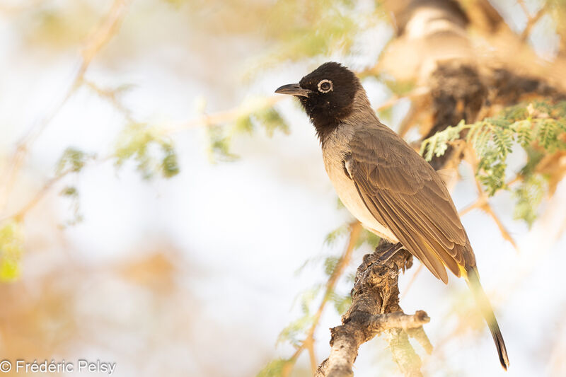 White-spectacled Bulbul