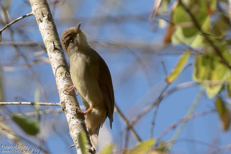 Buff-vented Bulbuladult, identification