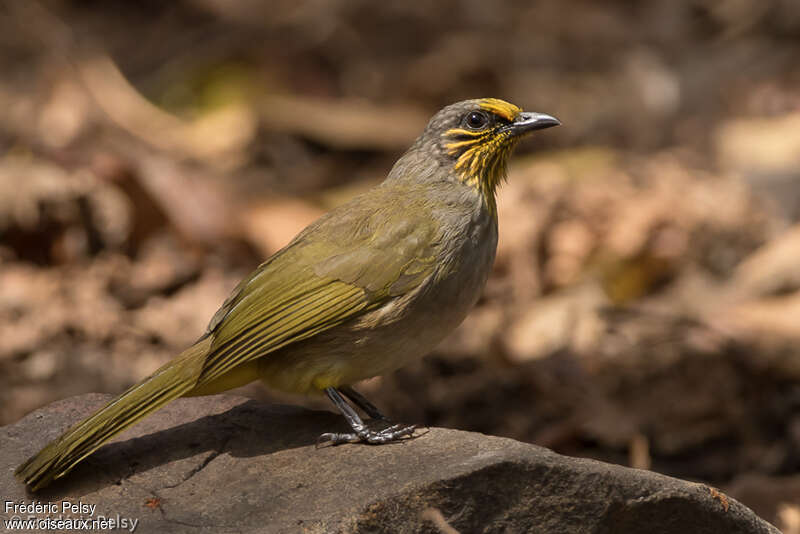 Bulbul de Finlaysonadulte, identification