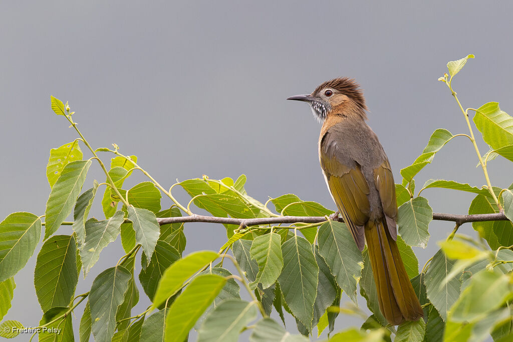 Bulbul de McClelland