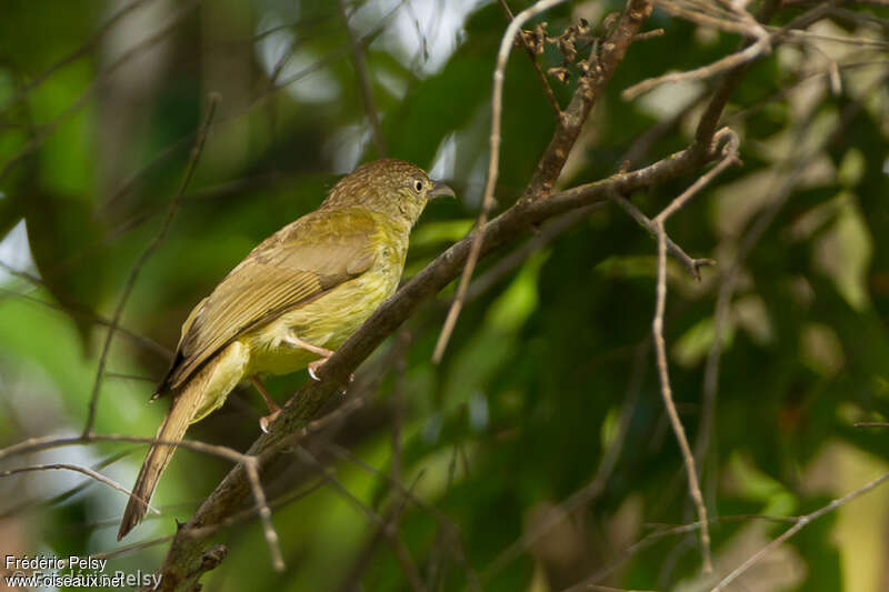 Sulphur-bellied Bulbuladult