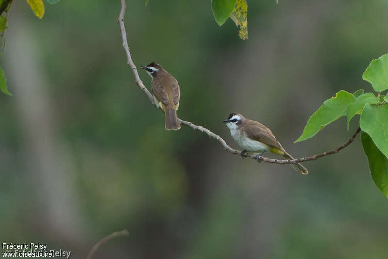 Bulbul goiavieradulte, Comportement