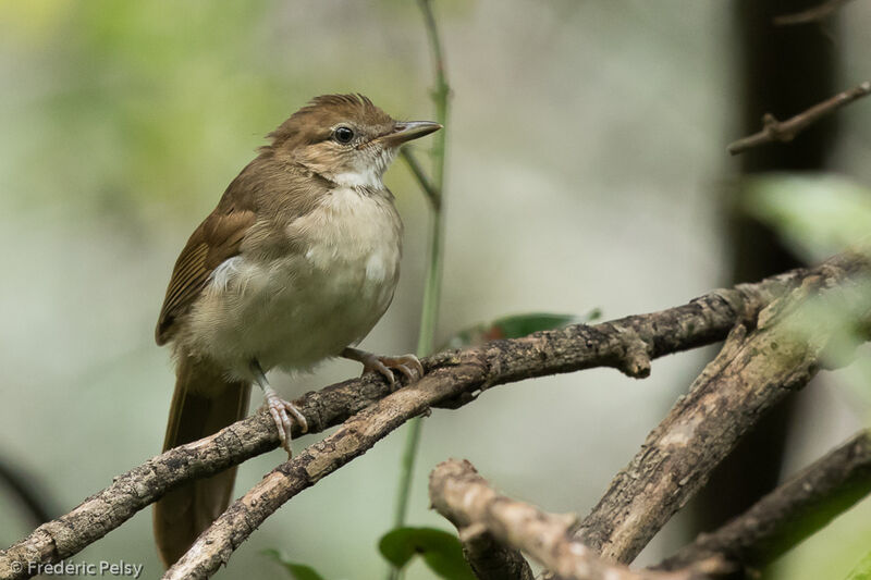 Terrestrial Brownbuljuvenile