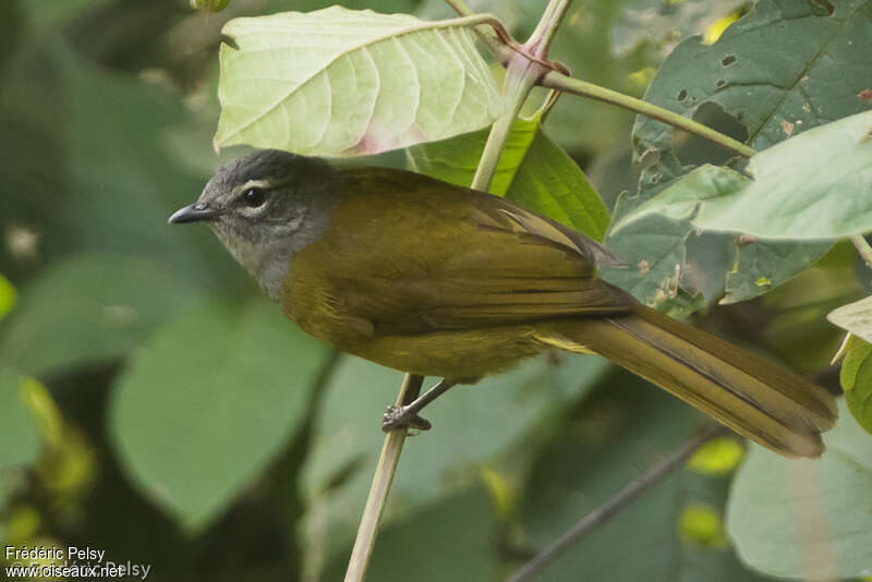 Olive-breasted Greenbuladult, identification