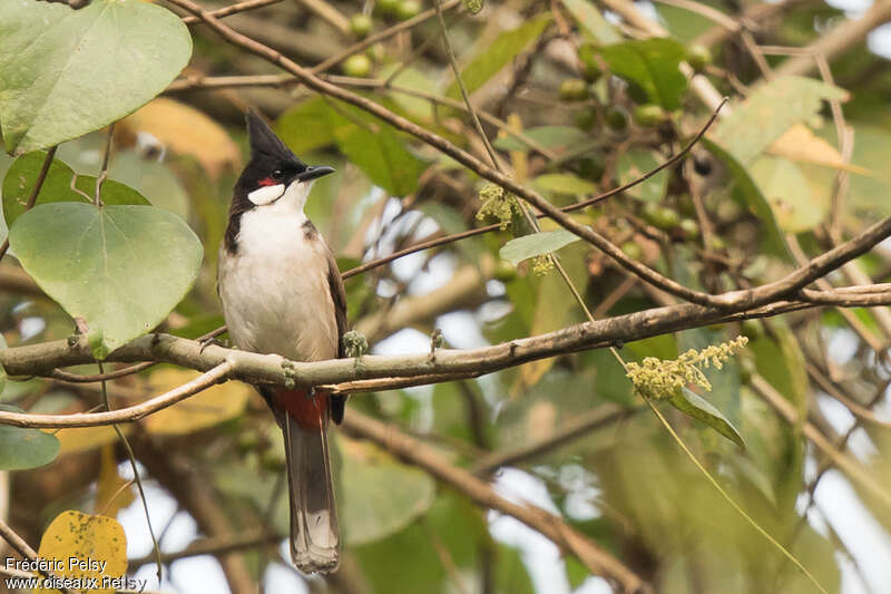 Red-whiskered Bulbuladult, habitat