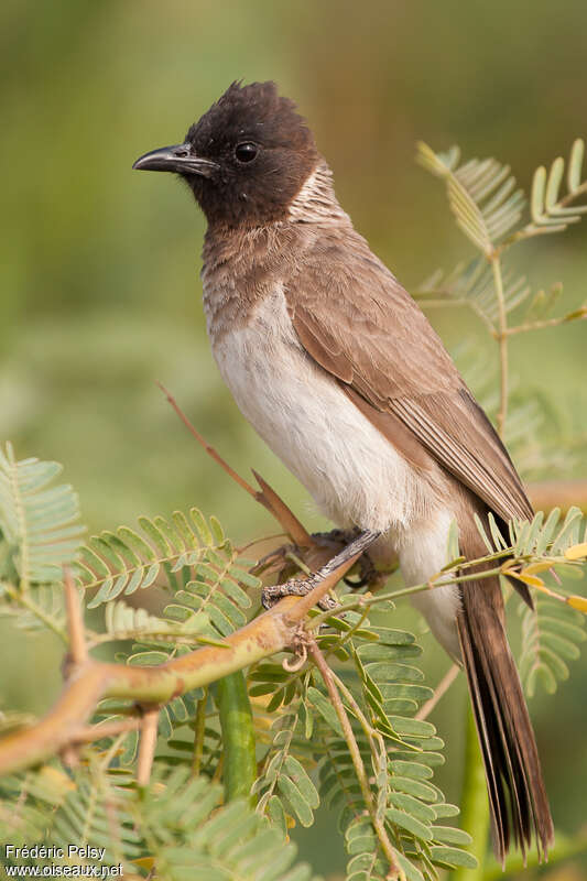 Somali Bulbuladult, close-up portrait