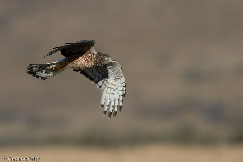 Cinereous Harrier