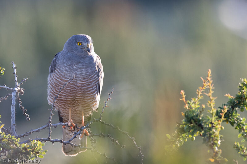 Cinereous Harrier male adult