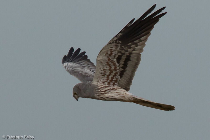 Montagu's Harrier male adult, Flight