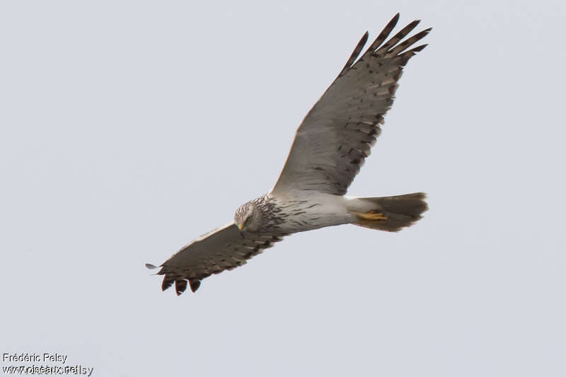 Eastern Marsh Harrier male adult, Flight