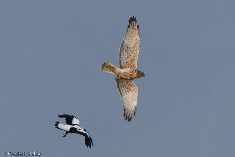 Swamp Harrier