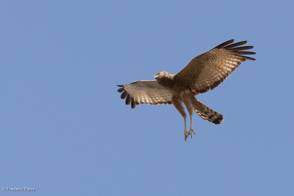 Busard tacheté, Vol