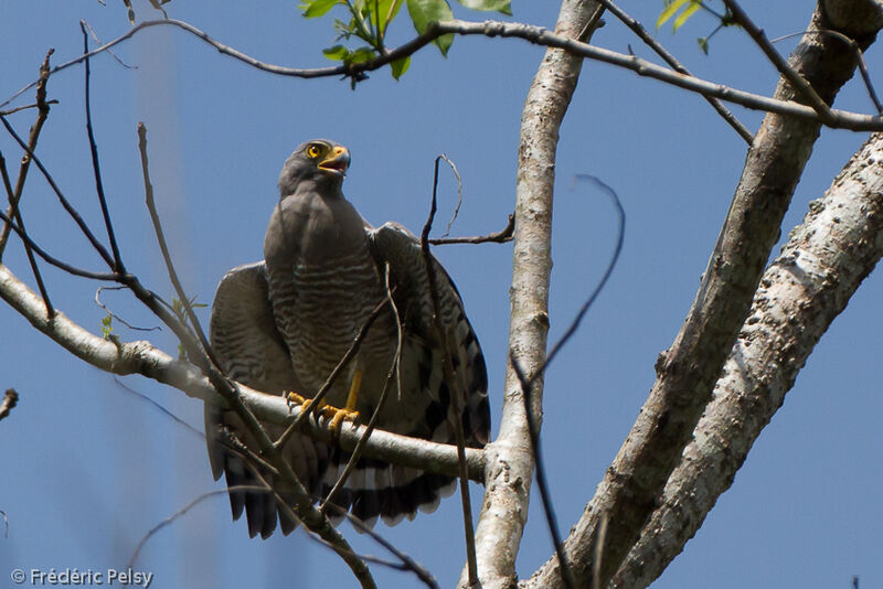 Roadside Hawkadult, Behaviour