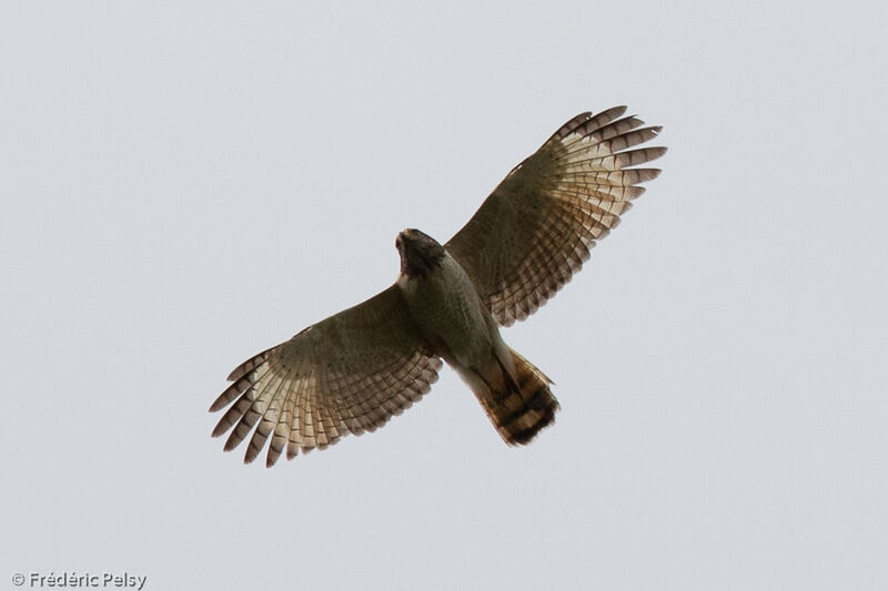 Roadside Hawk, Flight