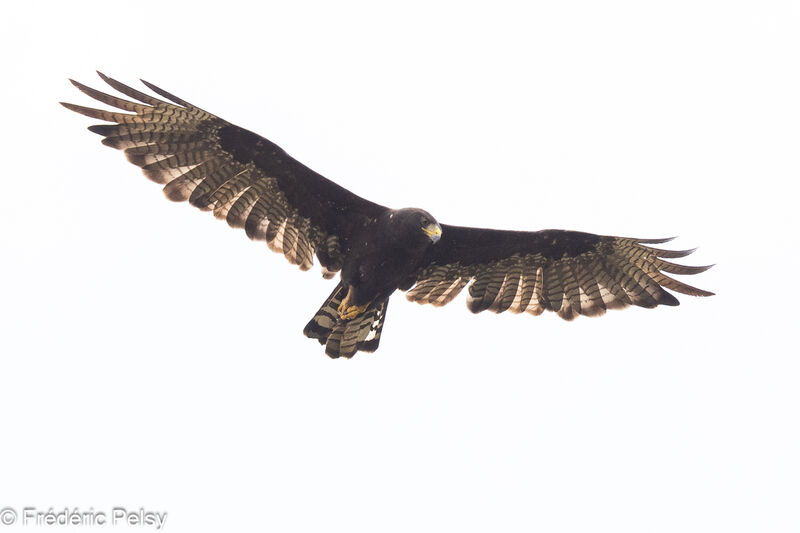 Zone-tailed Hawk