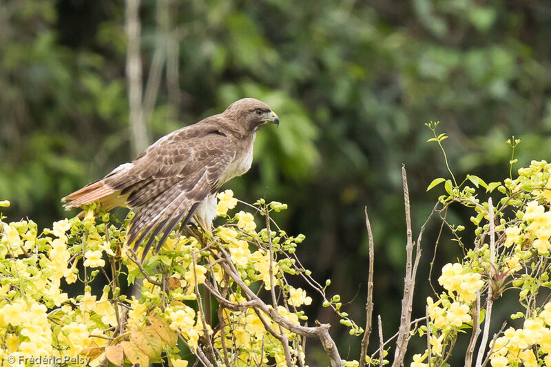 Red-tailed Hawk