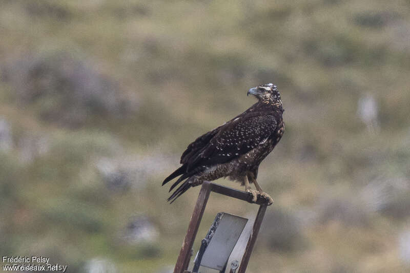 Black-chested Buzzard-Eaglejuvenile, identification