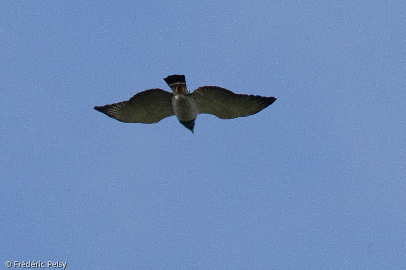 Barred Hawk