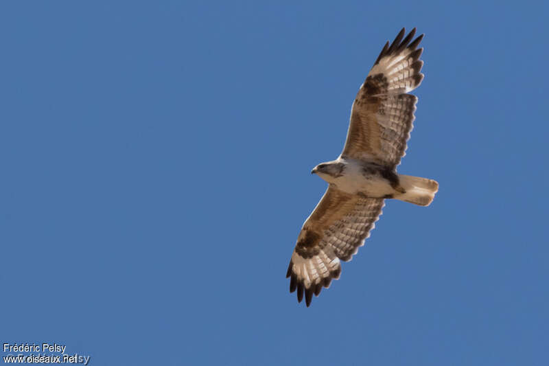 Upland Buzzardadult, Flight