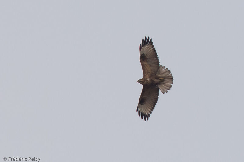 Himalayan Buzzard