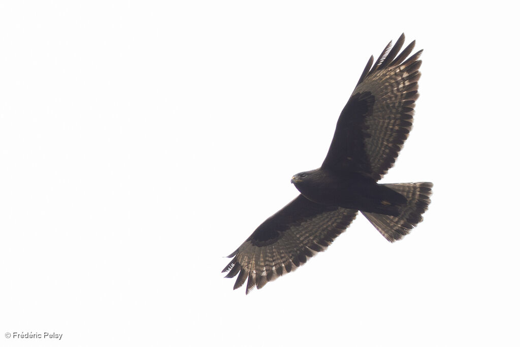 Buse de l'Himalaya, Vol