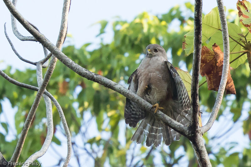 Ridgway's Hawkadult