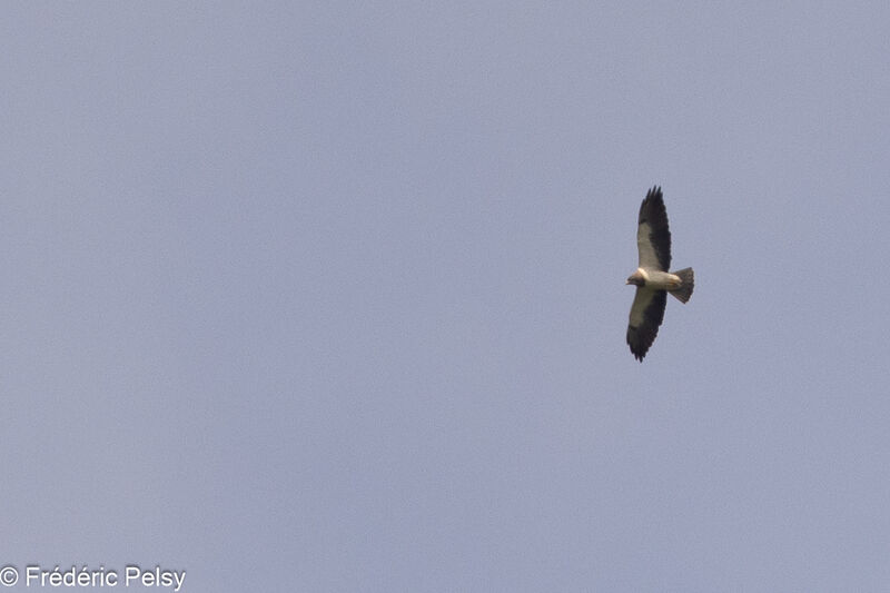 Swainson's Hawk, Flight