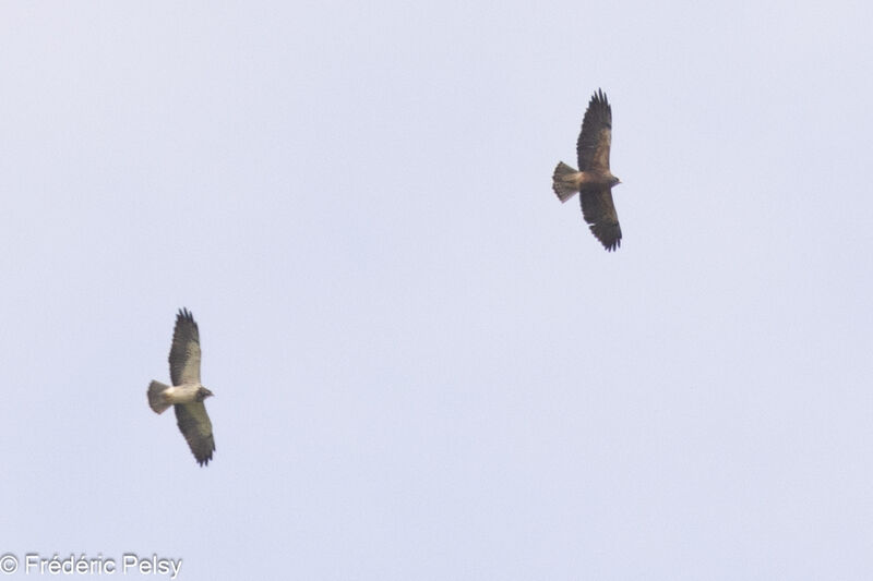 Swainson's Hawk