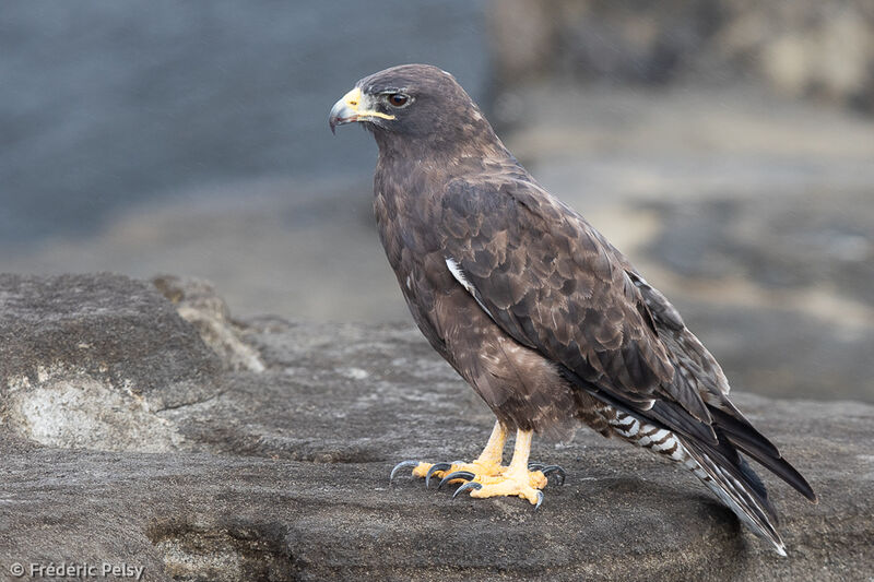 Galapagos Hawkadult