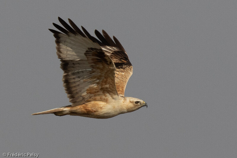 Long-legged Buzzard, Flight