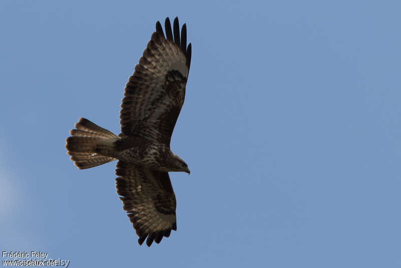 Mountain Buzzardadult, Flight